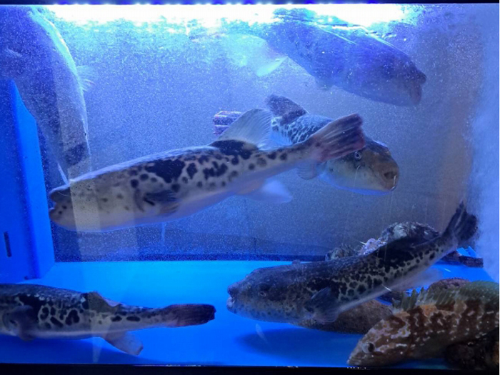 旬菜 由乃の生簀